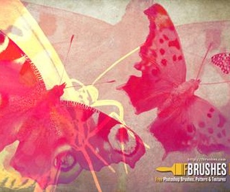 Moths and butterflies