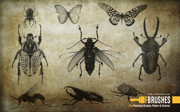 Highres Insects