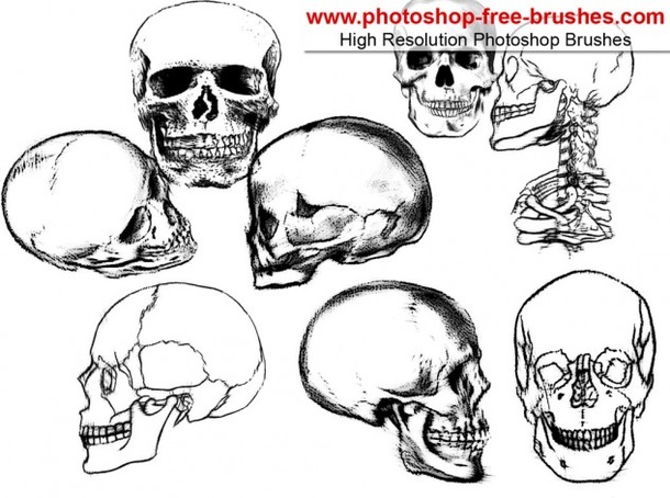 Skull Brush