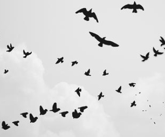 Tiny Little Birds