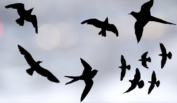 Birds Take to the Sky