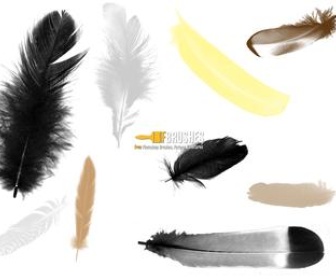 Loose Feathers