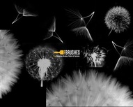 Dandelion Wishes