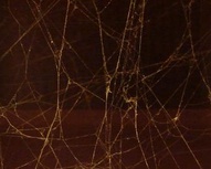 Seamless Spiderweb