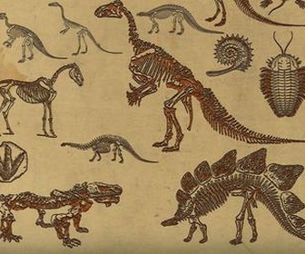 Fossilized Dinosaurs
