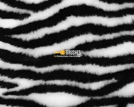 Zebra and Tiger Prints