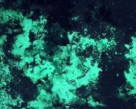 Green Splash Brushes