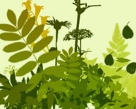 HD Plants