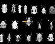 Bugs on the March