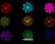 Summer in Bloom