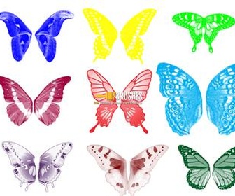Butterflies Flight