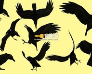 Blackbirds
